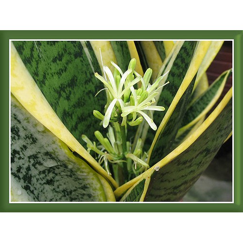 Lưỡi hổ tài lộc lọc không khí | BigBuy360 - bigbuy360.vn