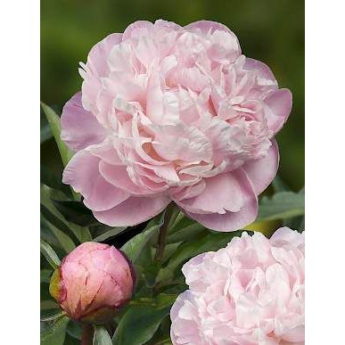 K119 - Khuôn Kim Loại Cắt Hoa Mẫu Đơn