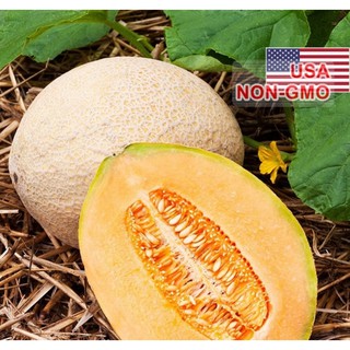 Hạt giống Dưa lưới tròn - Gói 10 hạt