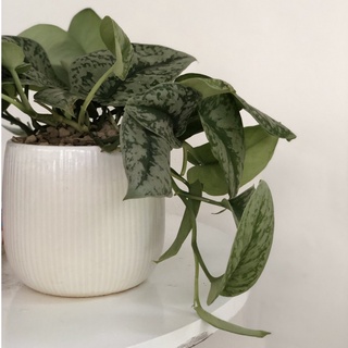 Cây Trầu Bà Lụa để bàn (Cây Scindapsus pictus Exotica)