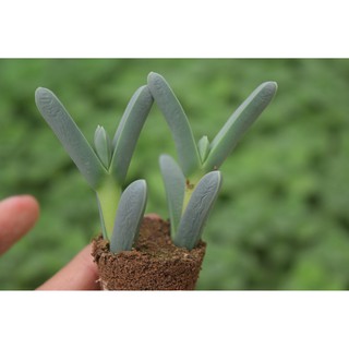 Sen đá tim lá dài mini 2-4cm