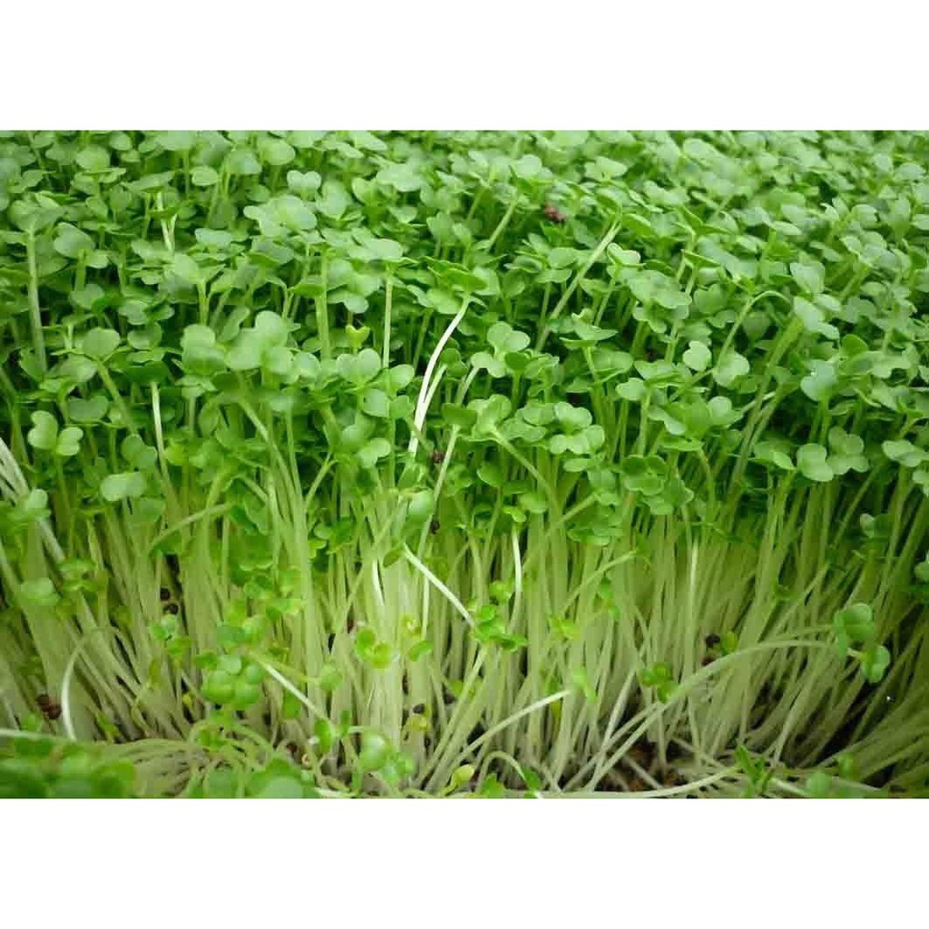 HẠT GIỐNG RAU CẢI MẦM ĐÀ LẠT 30gr, 50gr, 100gr