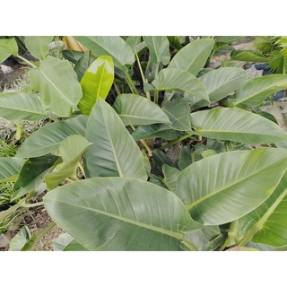 Cây đại đế đỏ (trầu bà đế vương đỏ)