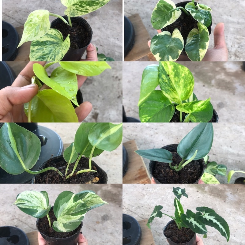 caykiengsadec - combo 8 loại trầu bà - hoa kiểng lá trang trí nội thất cảnh quan sân vườn ngoài trời