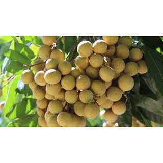 CÂY GIỐNG NHÃN LỒNG SỚM SIÊU NGON SIÊU QUẢ