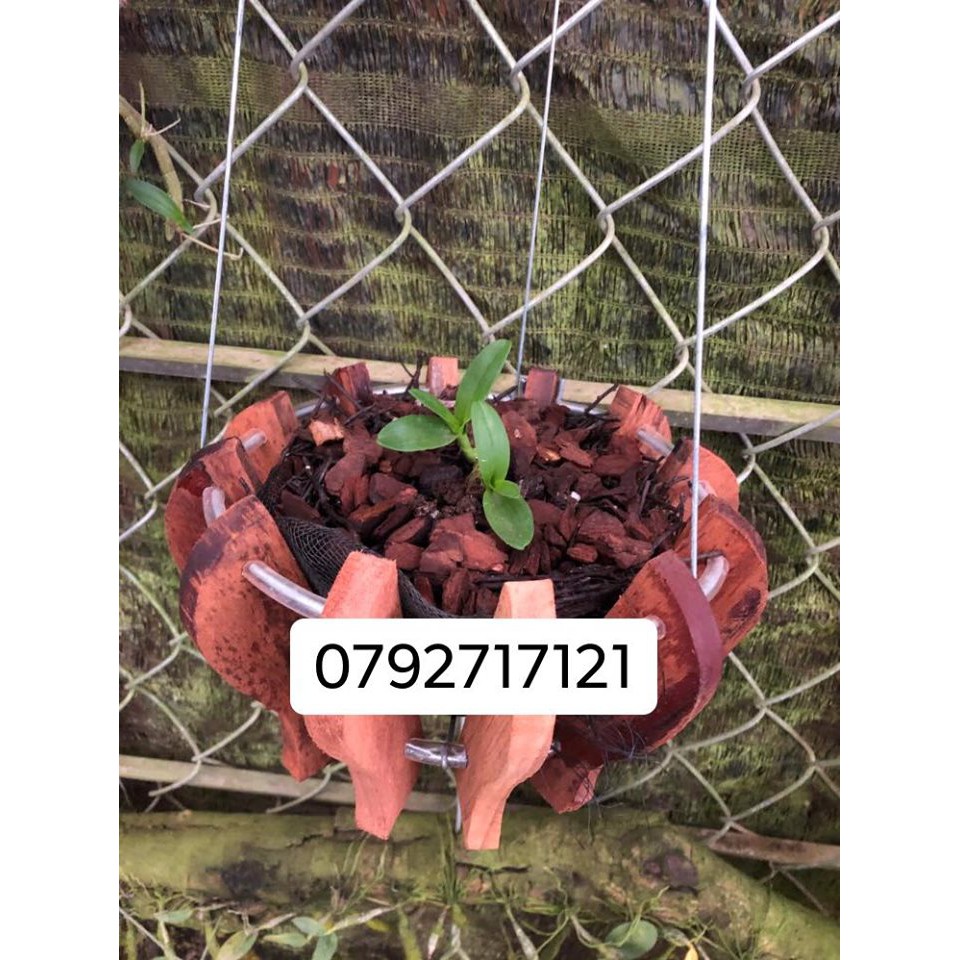 1 KG Vỏ thông nhập Orchiata Newzealand, chất lượng châu Âu size 9-12mm