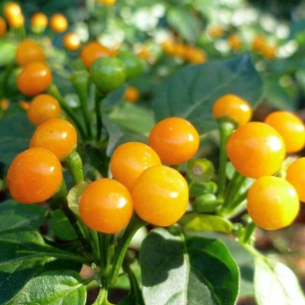 Hạt giống ớt hạt tiêu Chaparita gói 5 hạt - tỷ lệ nảy mầm 85%