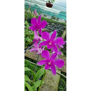 HOA LAN PINK XƯA