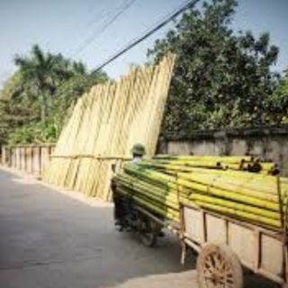 1kg Nan lồng các loại