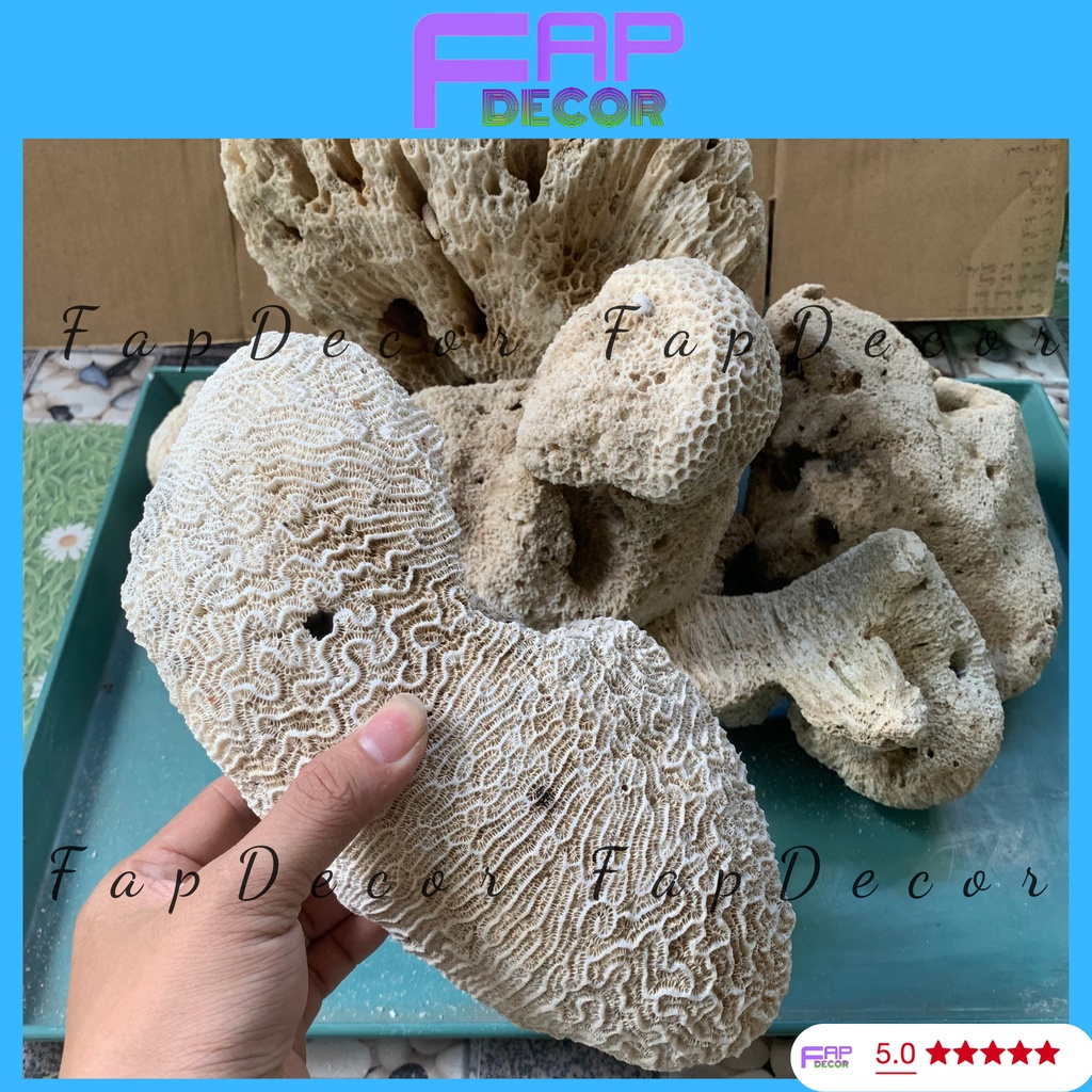ĐÁ THỦY SINH CÓ VÂN LỖ TRANG TRÍ BỂ CÁ TRANG TRÍ THỦY SINH HÀNG ĐẸP - FAPDECOR