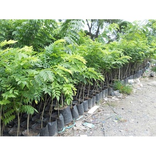 Cây giống sưa đỏ cao 30cm9