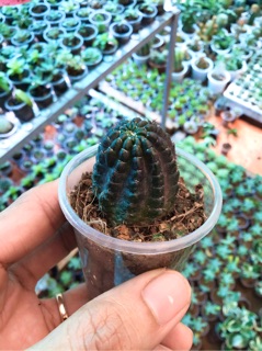 Xương rồng lobi tím