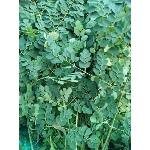 ( Hộp 250g) Bột chùm ngây sấy lạnh nguyên chất