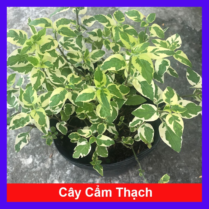 Cây Cẩm Thạch - Cây cảnh mini + Tặng phân bón cho cây mau lớn