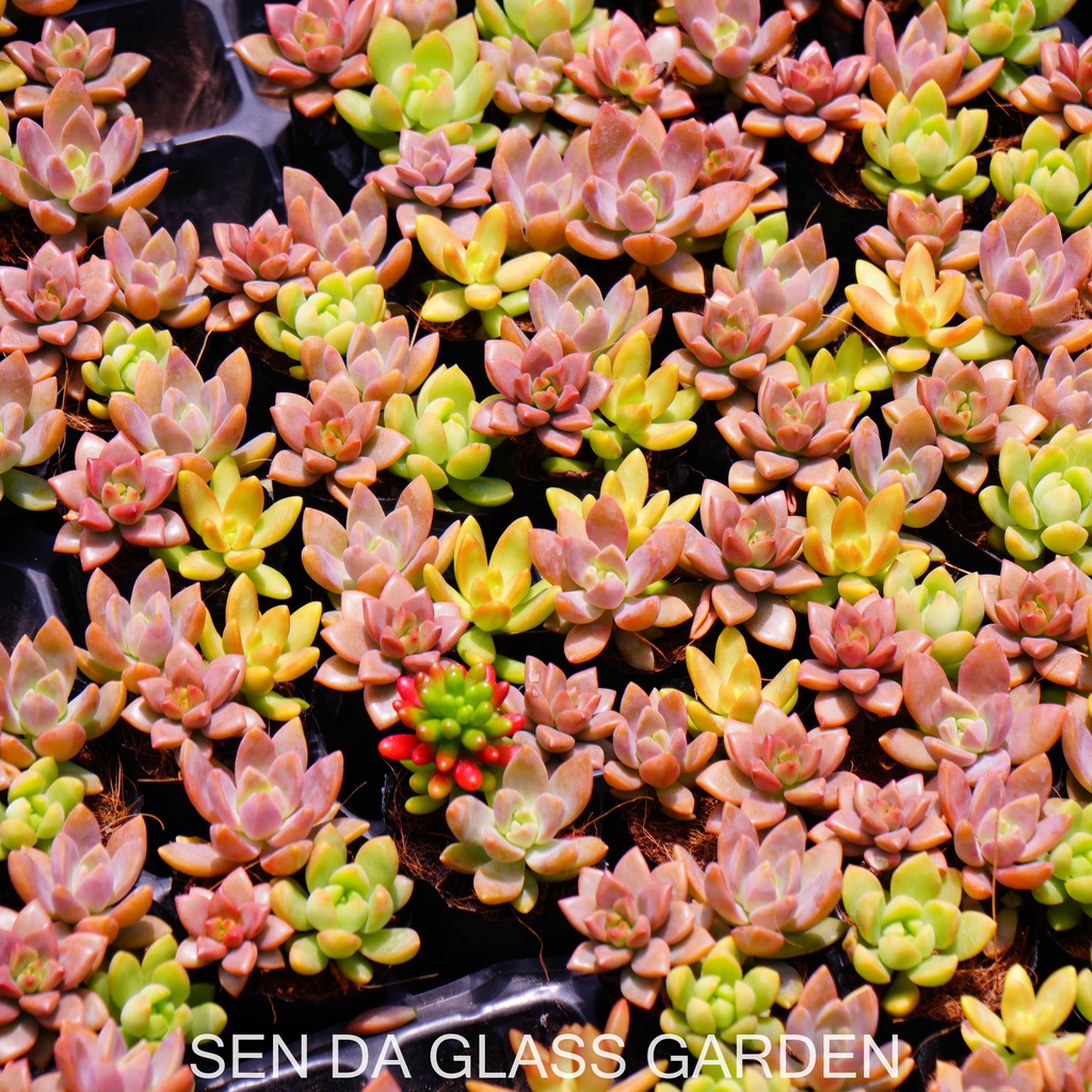 Sen Đá chậu nhỏ mix 3 cây khác nhau GLASS GARDEN, Sen đá đà lạt giá rẻ, thuần khí hậu,  lỗi 1 đổi 1