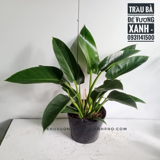 Cây trầu bà đế vương xanh, cây đại đế xanh