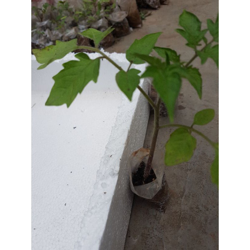 cây giống cà chua