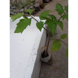 Cây giống cà chua