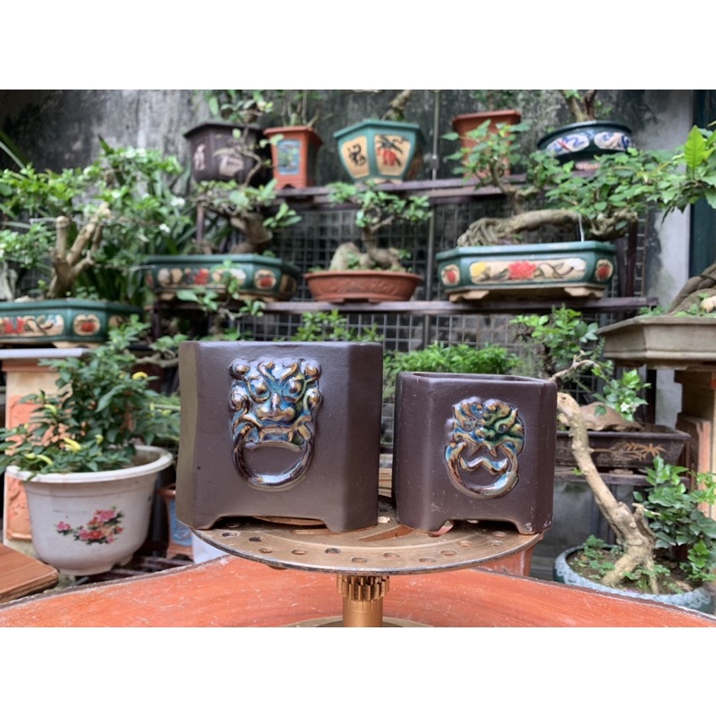 2 Bợm vuông trồng cây bonsai giáng quoái