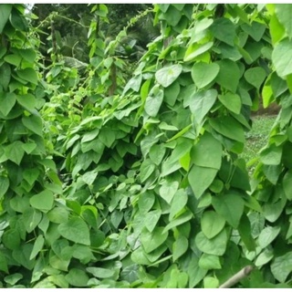 Hạt giống sương sâm lông hn gói 10 hạt