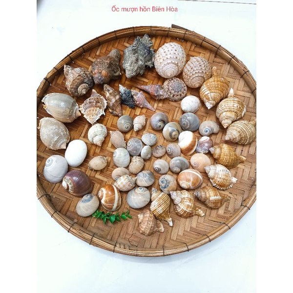 Bộ sưu tập 30 vỏ ốc biển ngẫu nhiên.Phụ kiện trang trí.OMH Biên Hòa.