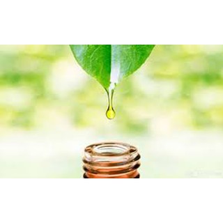 Tinh Dầu Trà Xanh Lọ 10ml