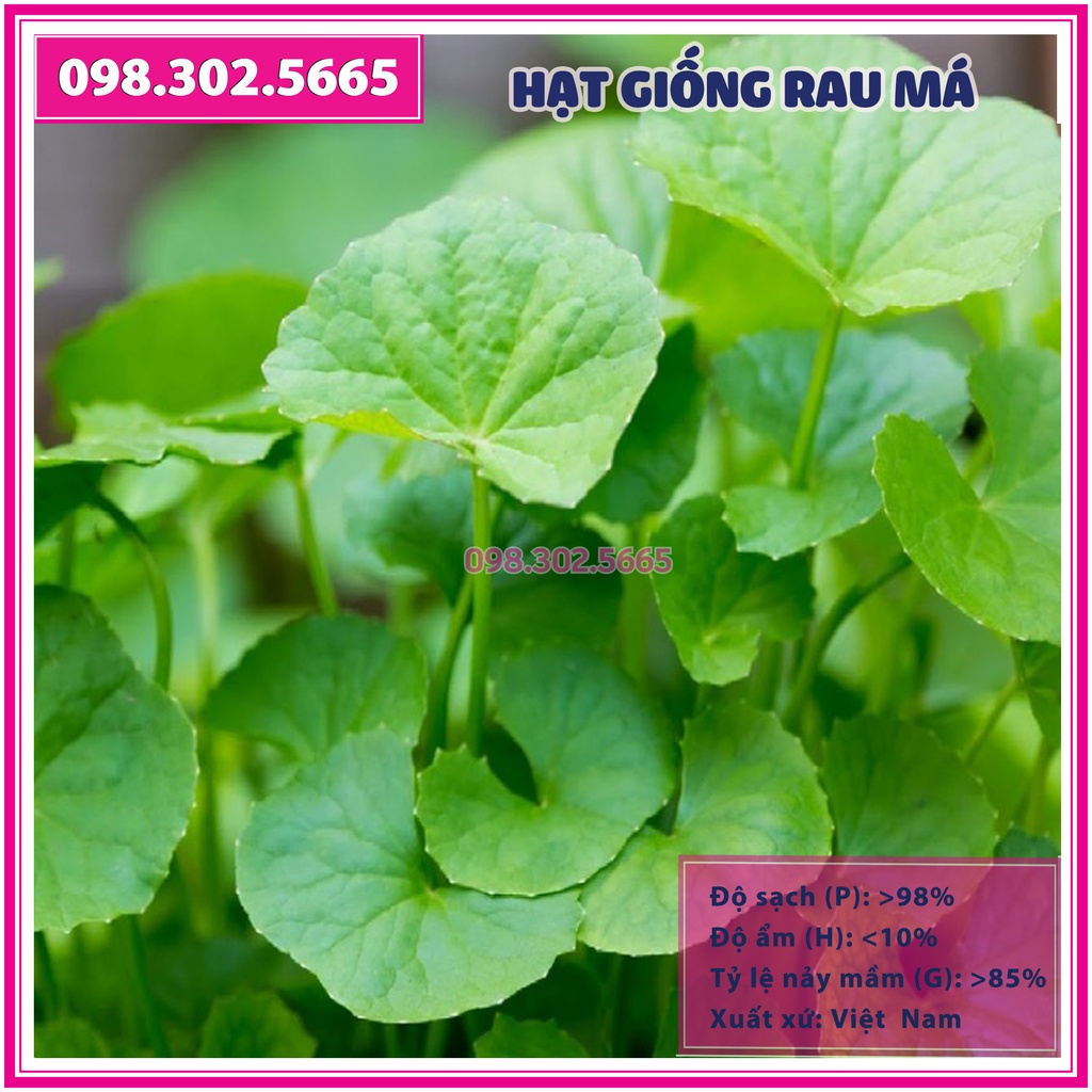 Hạt giống rau má ta lá nhỏ - Gói 0,5g - rau má ta cao sản, nảy mầm đồng đều