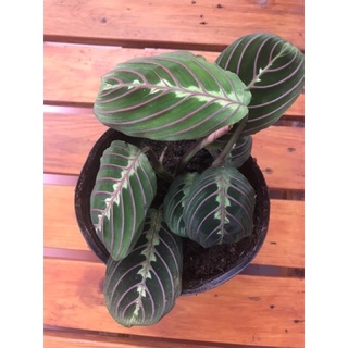 <GIÁ RẺ NHẤT>CHẬU ĐUÔI CÔNG MARANTA PRAYER