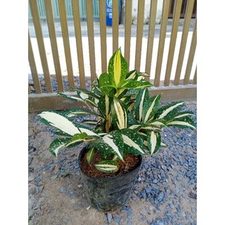 Trúc đốm (giống mới),Trúc thanh tâm ( có hỏa tốc)