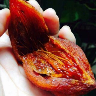 Hồng treo gio da lạt