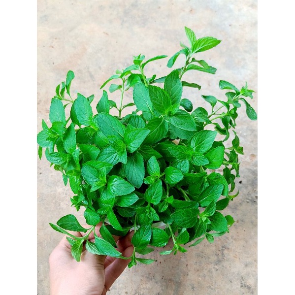 Cây bạc hà Nhật Japanese mint cây to và nhỏ, chỉ giao từ HN trở vào nam