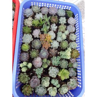 Combo 15 cây sen đá xương rồng size 6cm 140k
