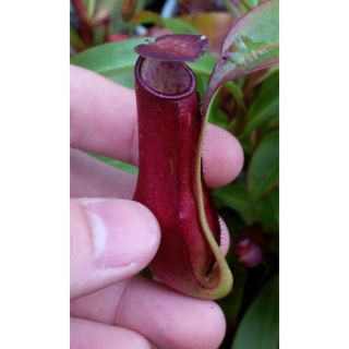 Cây nắp ấm đỏ Mirabilis x Gracilis