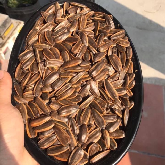 Hướng dương óc chó