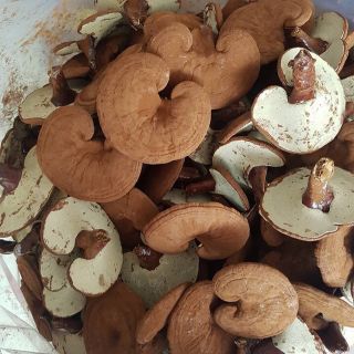 1kg nấm linh chi đỏ
