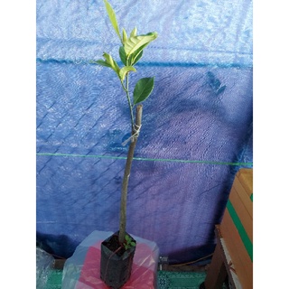 1 cây mít tố nữ 0775599196