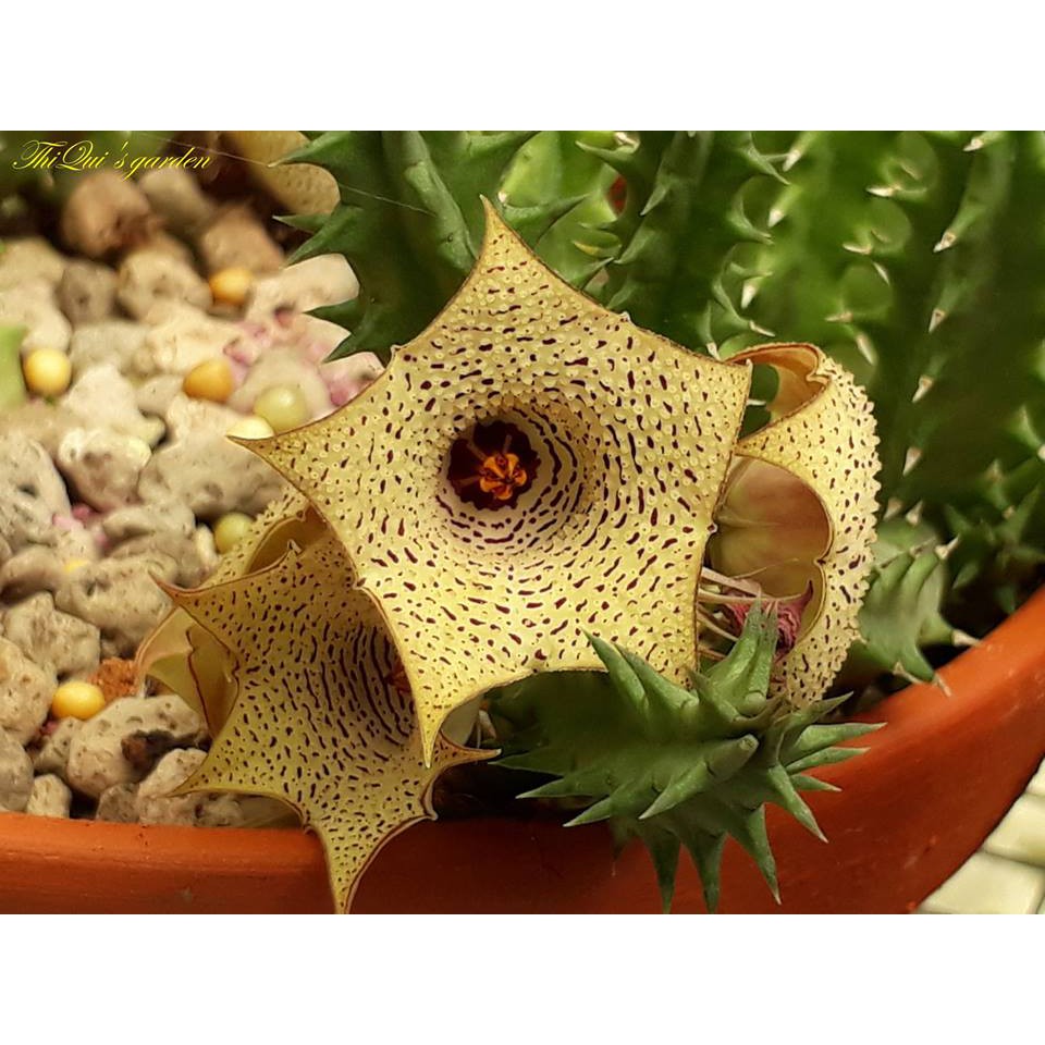 Sao biển Huernia herreii hybrid