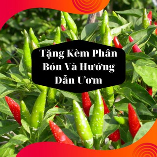 Combo 2 Gói Hạt Giống Ớt Chỉ Thiên