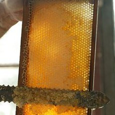 MẬT ONG NGUYÊN CHẤT Nội Địa 1400g - Thế Hồng Honey