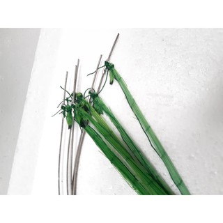 bẫy chim cu thép nhật cao cấp x5 giò