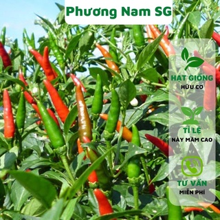 Hạt giống ớt hiểm Phương Nam 30H