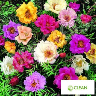 Giống hoa Mười giờ mix (100 hạt nhiều màu)