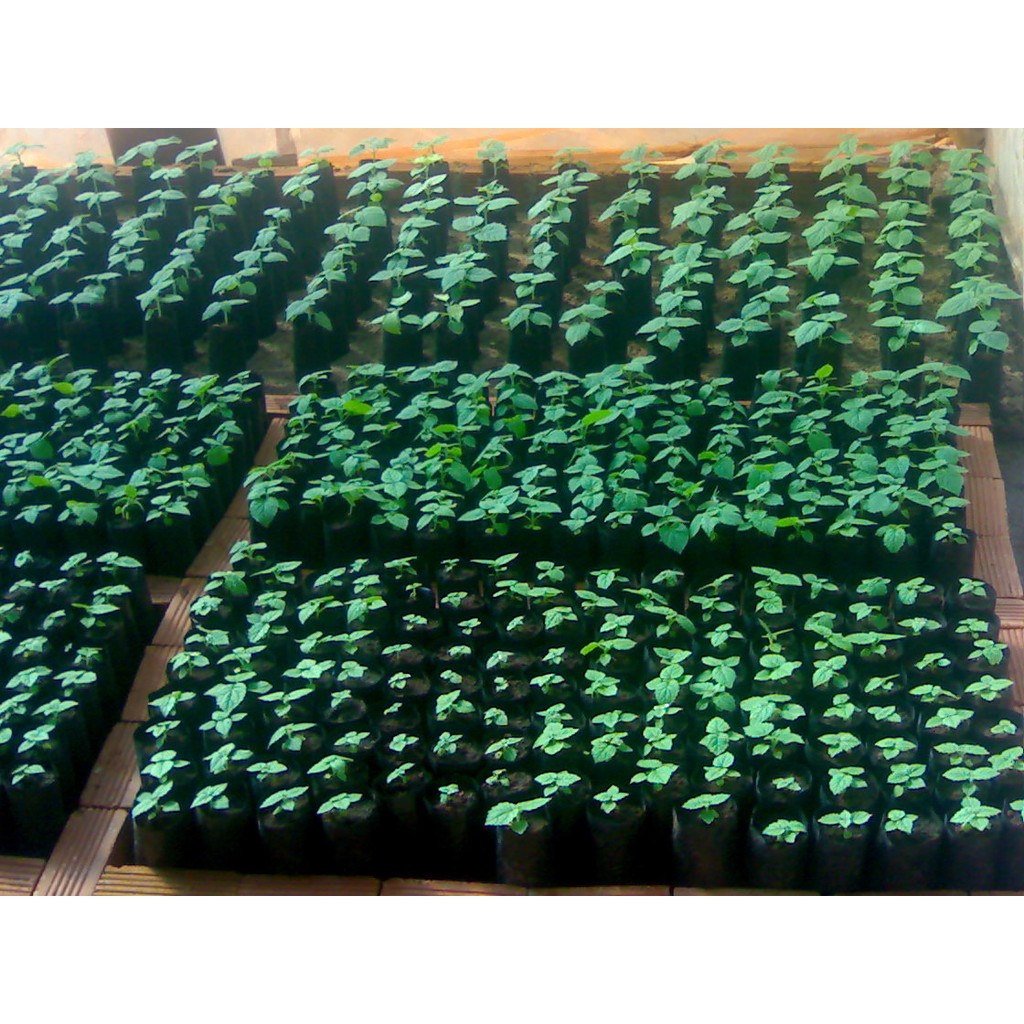 Bầu ươm cây  1kg