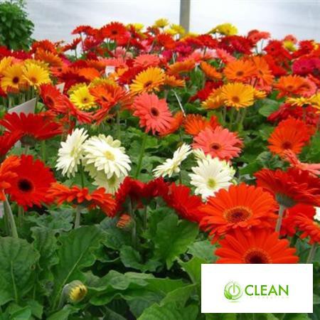 Gói 100 Hạt Giống Hoa Đồng Tiền Kép Lùn - Mix