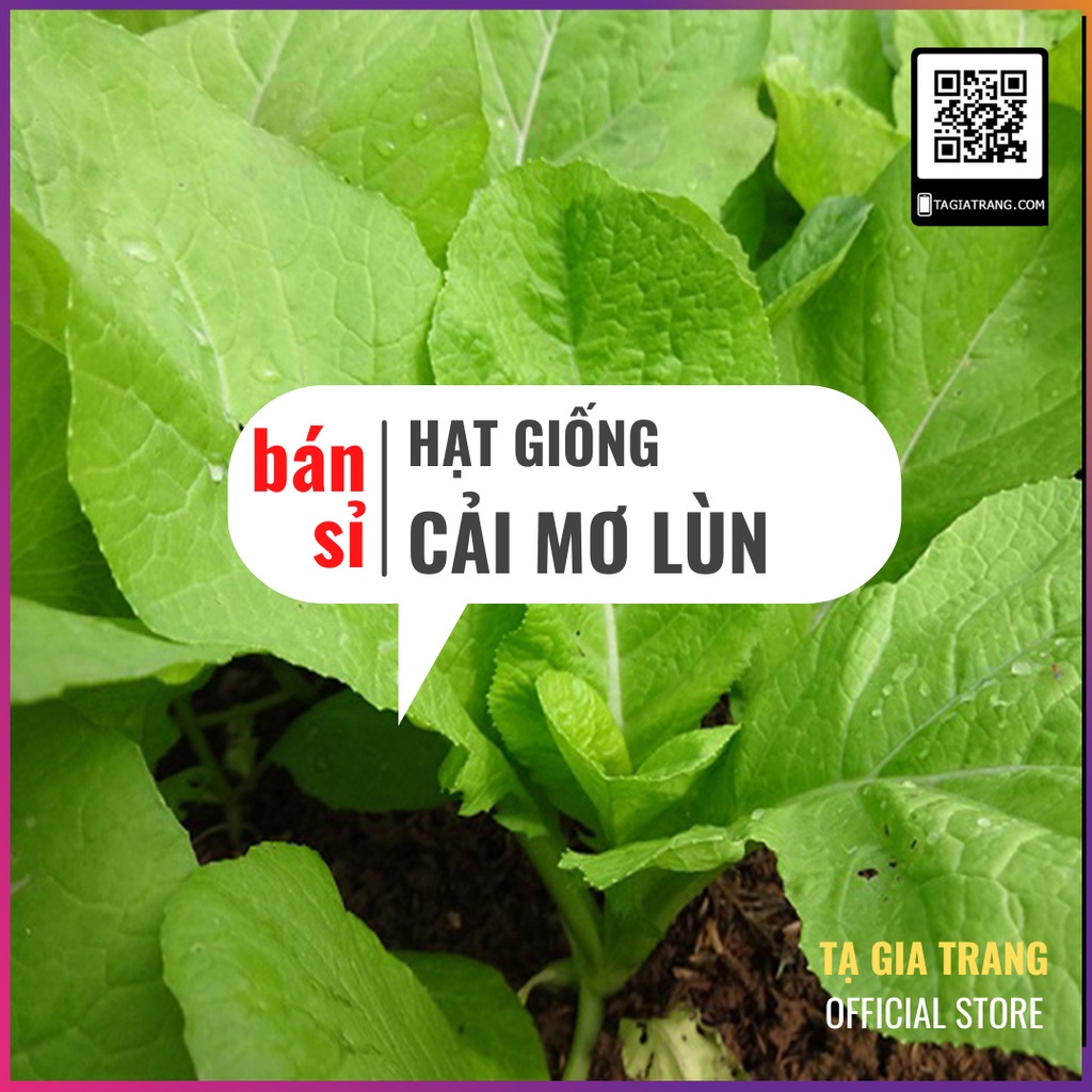 [Bán sỉ] - Hạt giống rau cải mơ lùn (cải mơ đăm)