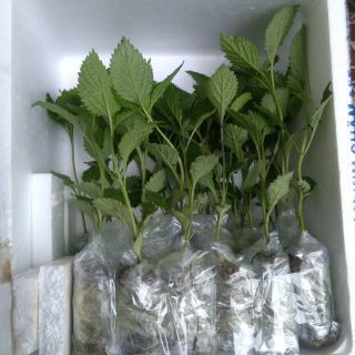 Combo 10 👉🌱🌱🌱 Cây Giống Đuôi Chuột Hoa Tím (mạch lạc)