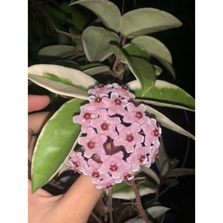 Cây giống cẩm cù lá biên hoa màu hồng