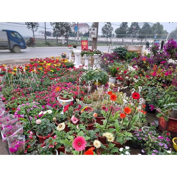 Củ ly cao thơm cho hoa Tết