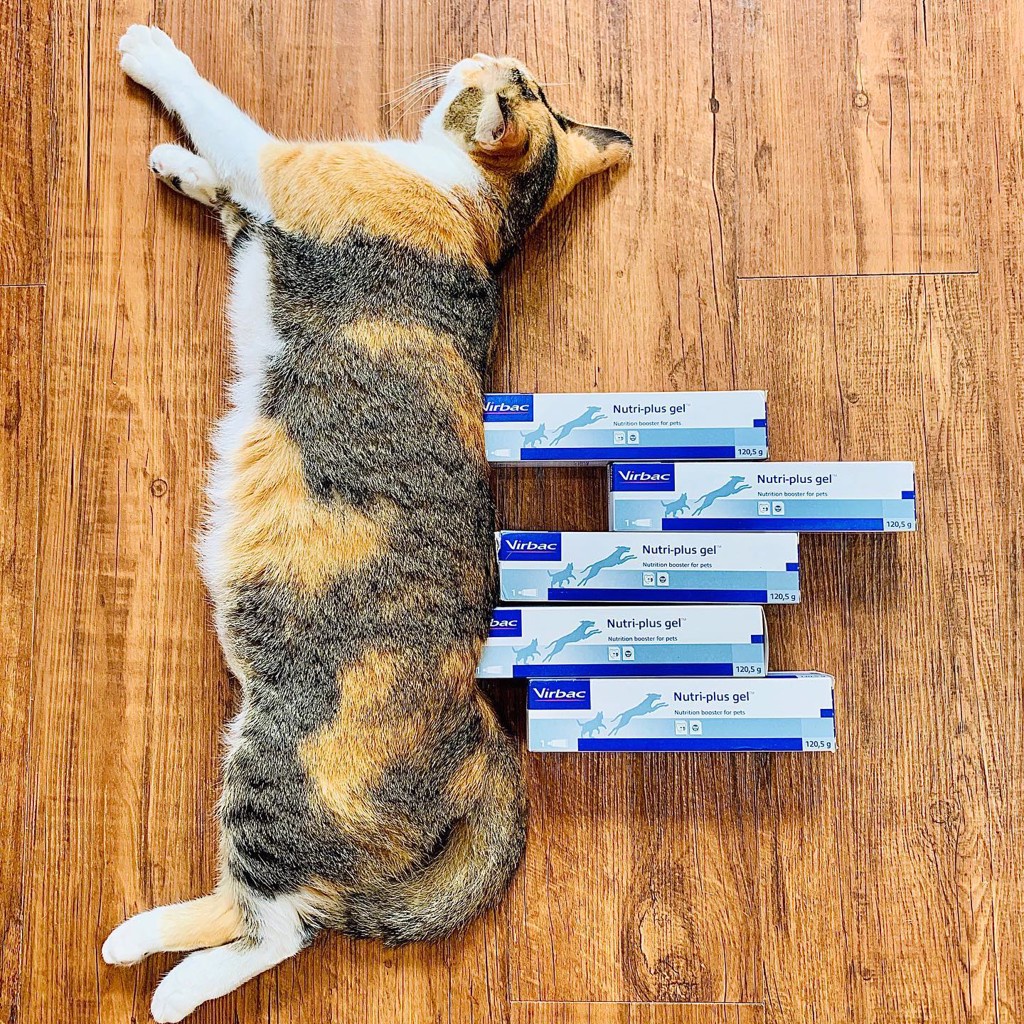 Gel dinh dưỡng Nutri-plus cung cấp các chất dinh dưỡng cần thiết cho chó mèo hàng ngày