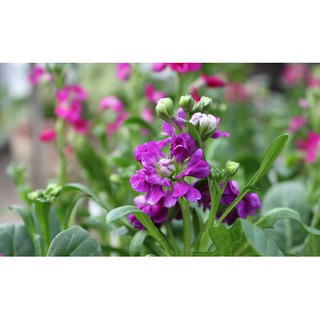 Hạt giống hoa Hoàng anh mix
